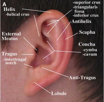 Otoplasty Sydney | Ear Pinning Surgery Australia | Over-Protruding Ears AU