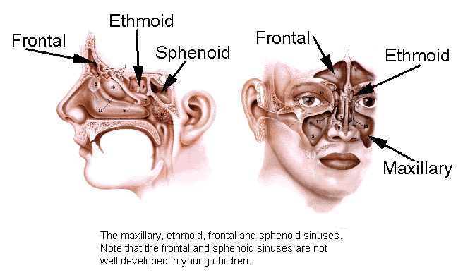 Unblock sinus hollow space does sinus surgical procedure assist with allergies