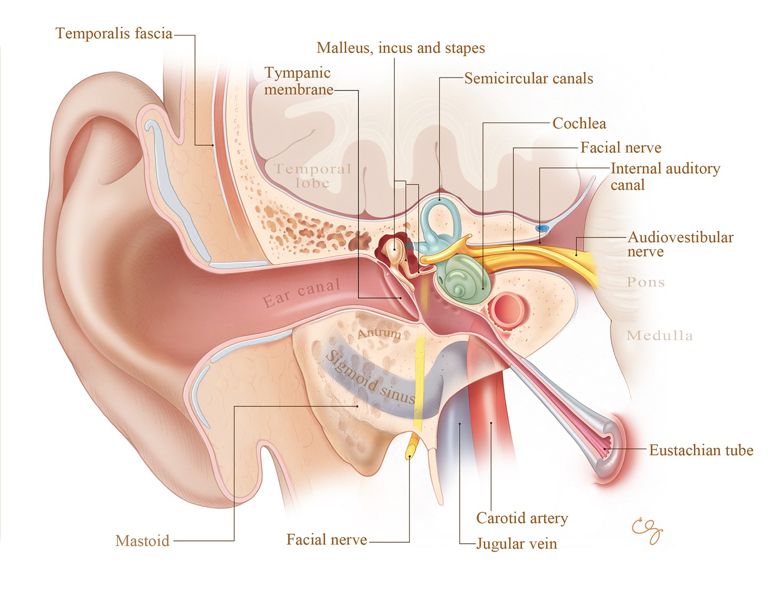 hearing-loss-sydney-outer-inner-middle-ear-hearing-loss-australia