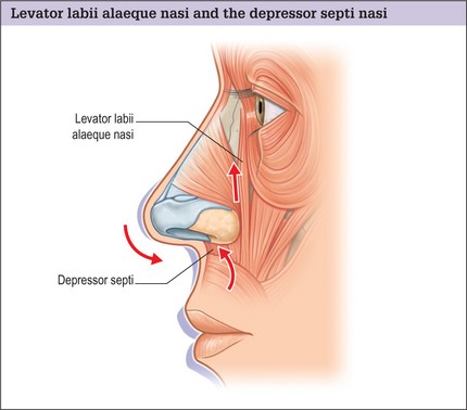 Depressor-septi-nasi